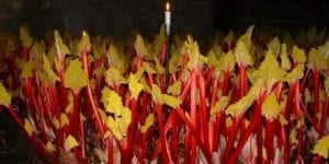 Forced Rhubarb stalks