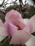 Magnolia flowering 