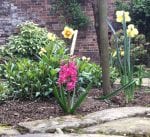 Pink hyacinths & large daffodils in bloom. In Shaws secret garden